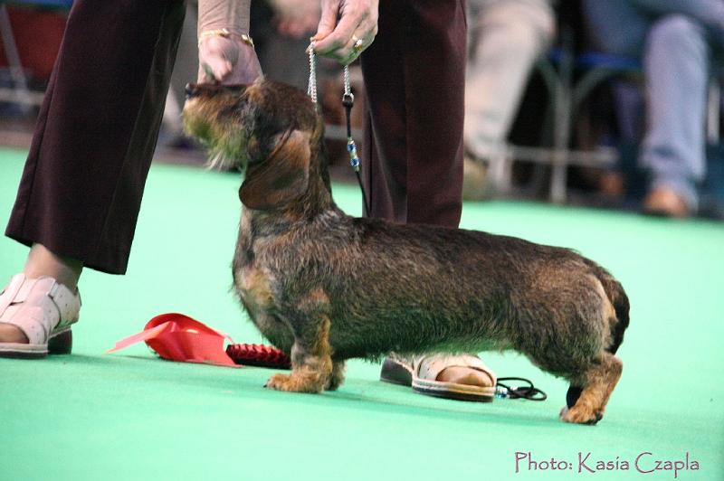 Crufts2011_2 1644.jpg